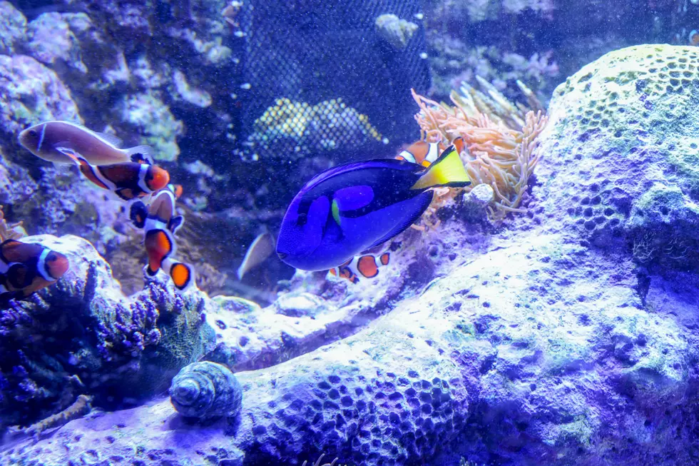 This NJ aquarium was named one of the best in the country