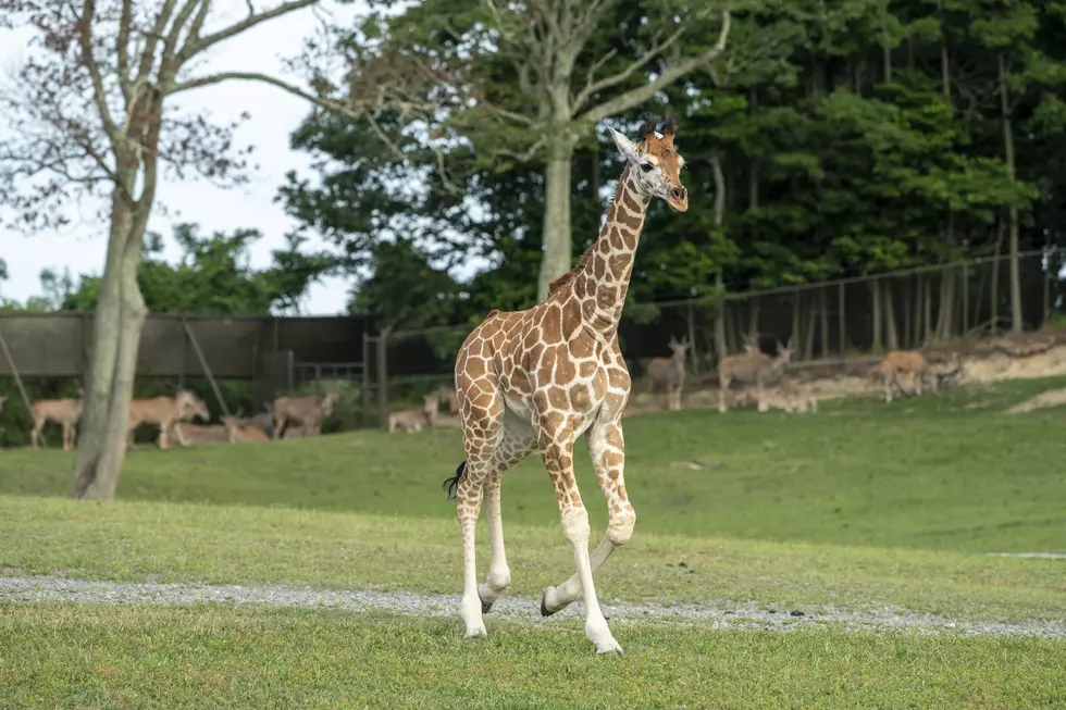 Six Flags Is Offering Free COVID-19 Vaccines With A ‘Wild’ Perk Attached