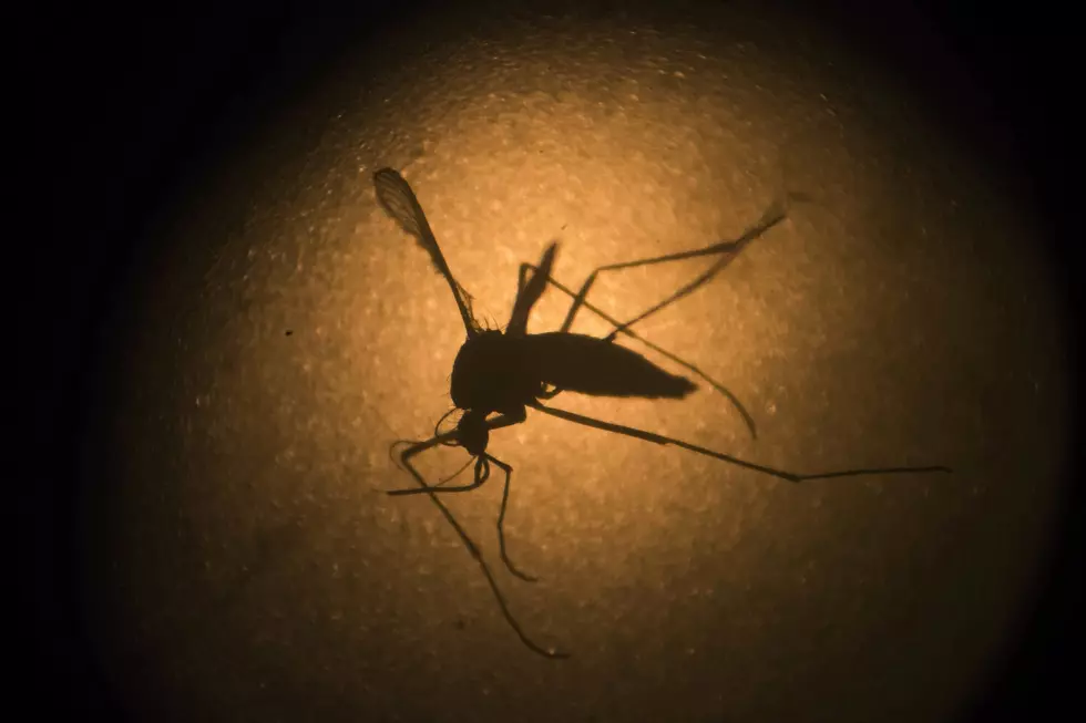 This NJ insect eats mosquitoes and their larvae, but should we attract them?