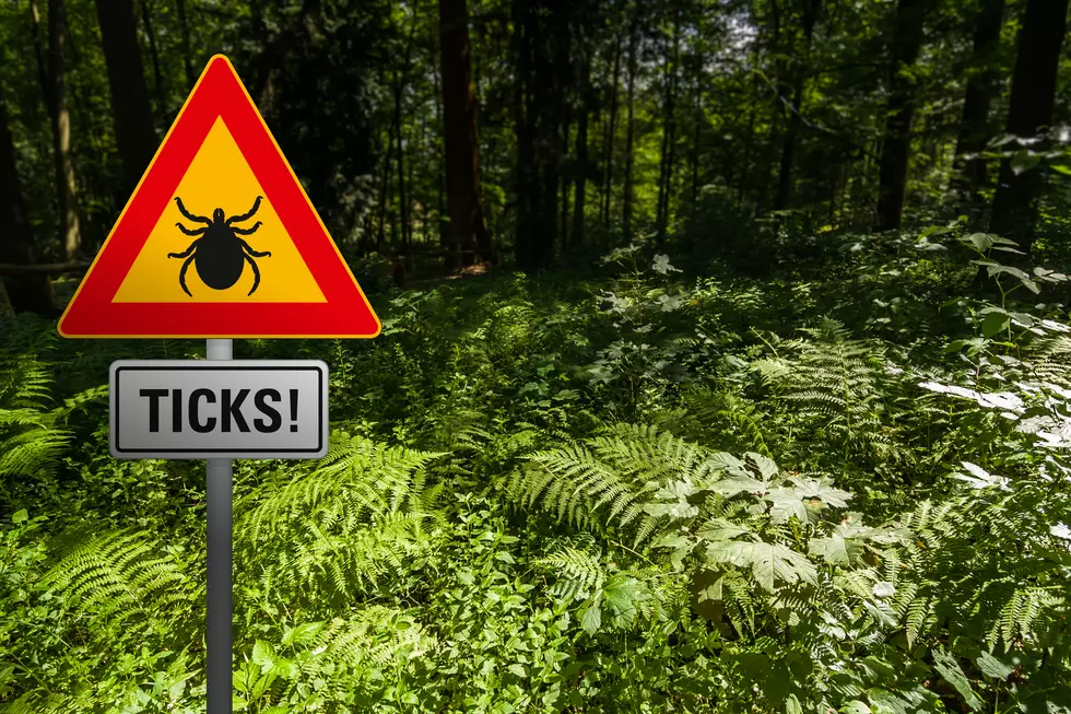 South Jersey’s Tick Season Is Already Worse Than Ever