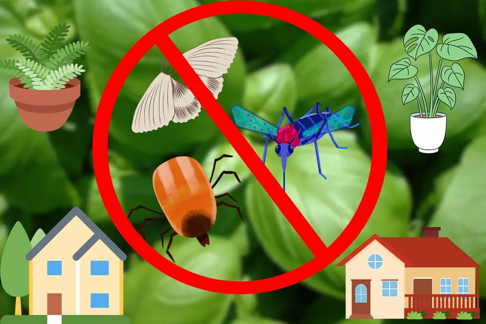 Did you know these edible NJ favorites will help keep pests away?