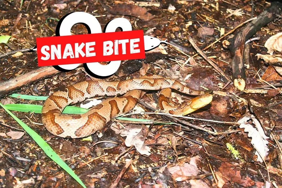 Wild venomous snake bite hospitalizes NJ resident