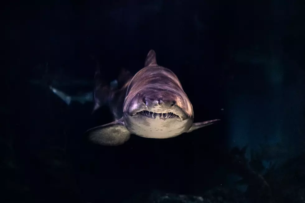 The 3500 Pound Shark That Once Swam Off New Jersey’s Coast