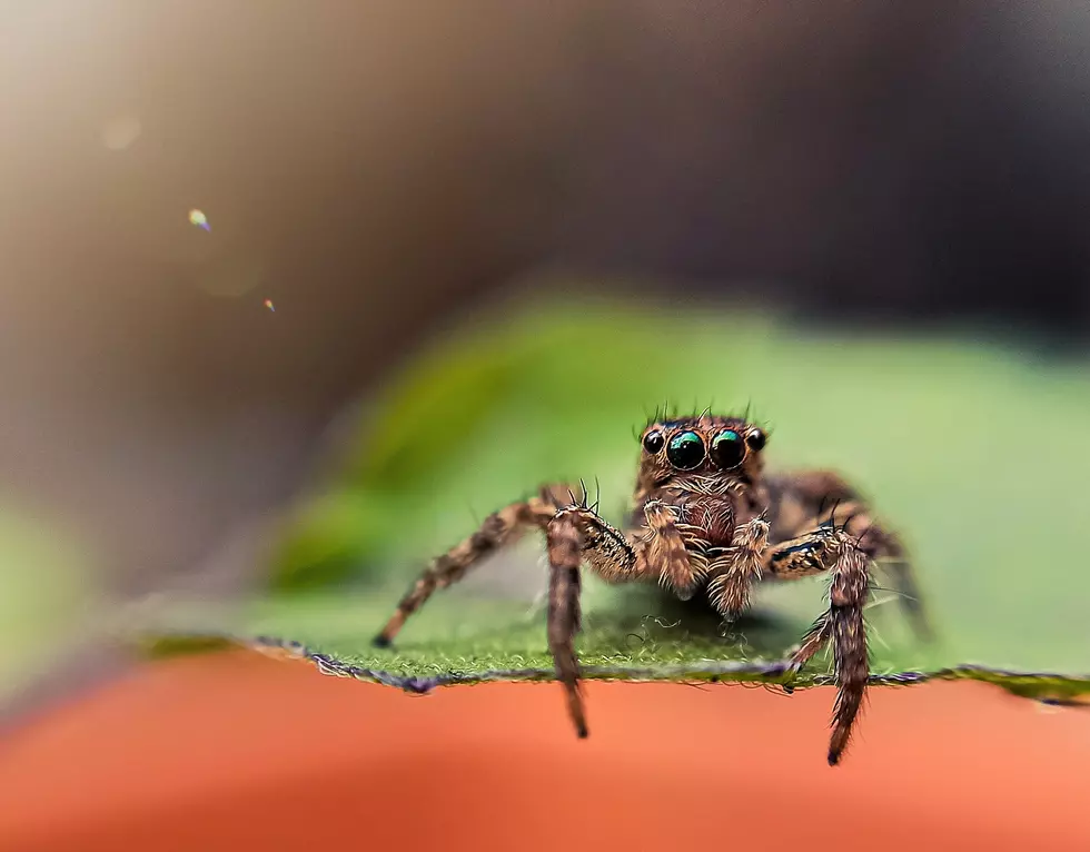 5 Creepiest Names Of Bugs Actually Found In New Jersey