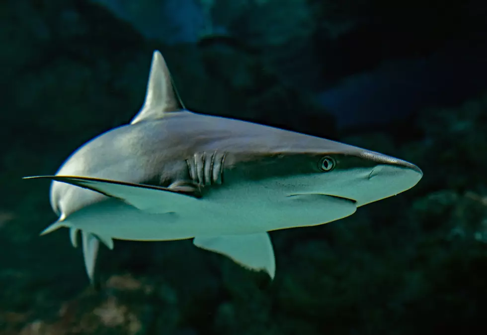 Great White Surfaces Twice In A Week Off The New Jersey Coast