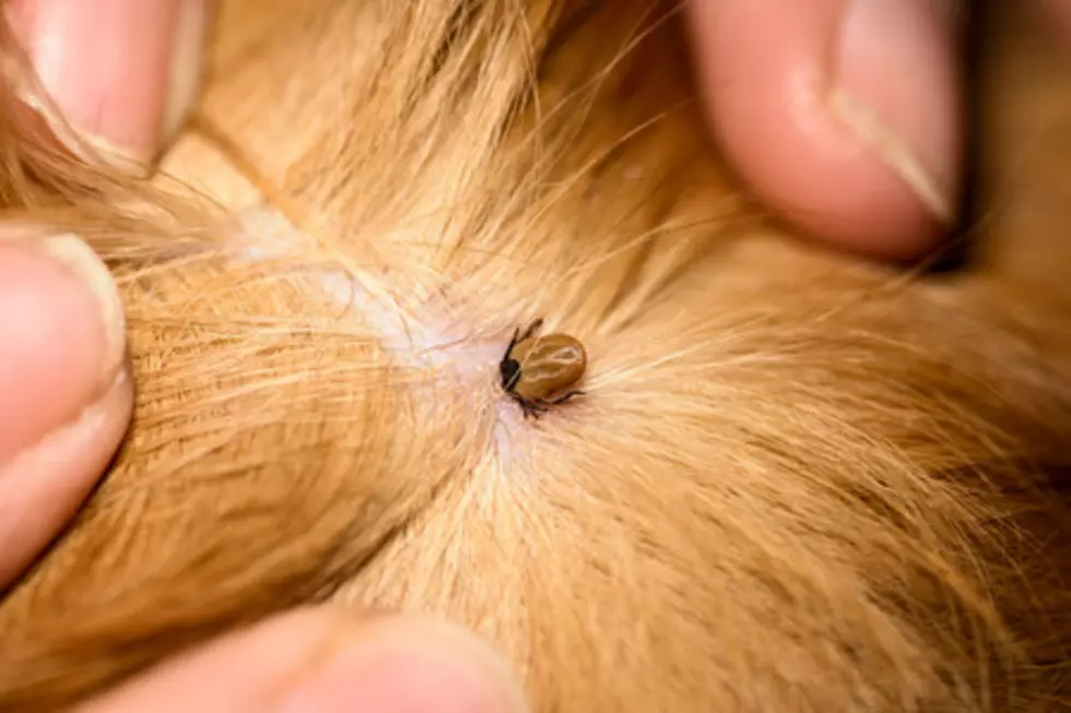 Ticks Are ALREADY In New Jersey And It’s Barely Even Spring