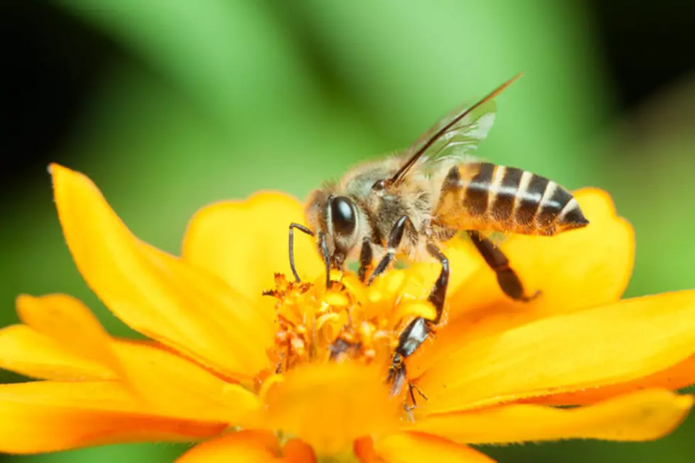 Who’s to Blame for Our Spring Allergies?