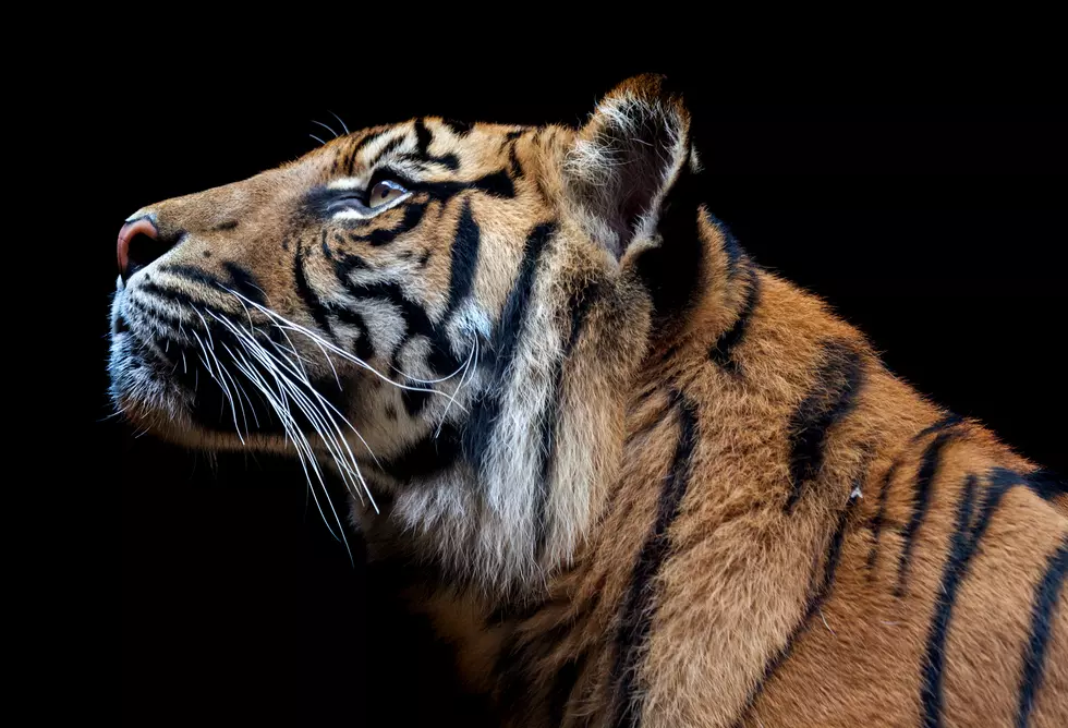 35 Tiger Facts in 1 Minute [Video]