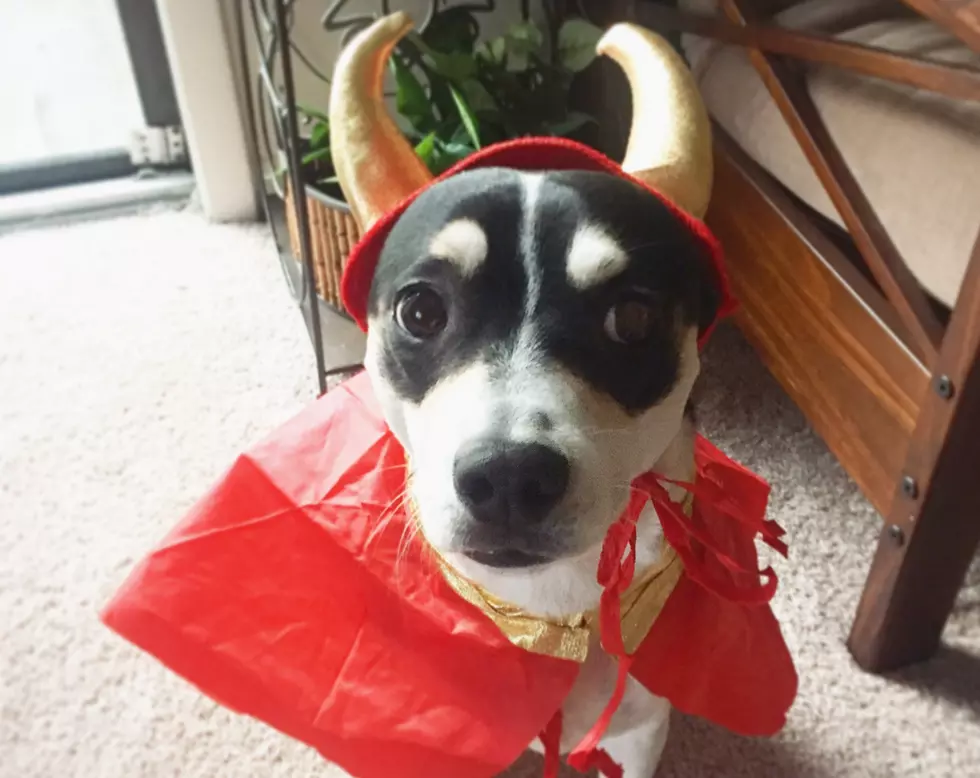 Trick-Or-Treat with your Pets at Absecon Vet!