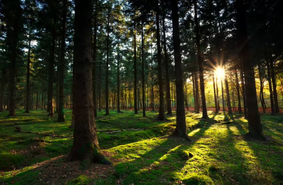 warm sunbeams in autumn forest