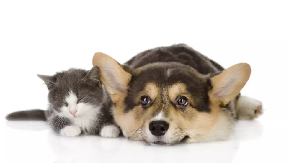 Are You A Cat or A Dog Person? [POLL]