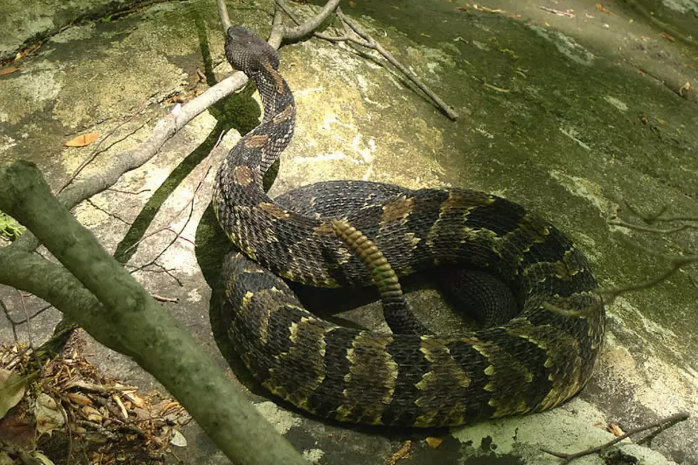 There Are No Poisonous Snakes in New Jersey