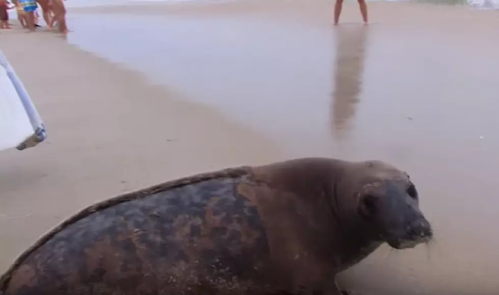 Want to Volunteer for Marine Mammal Stranding Center?