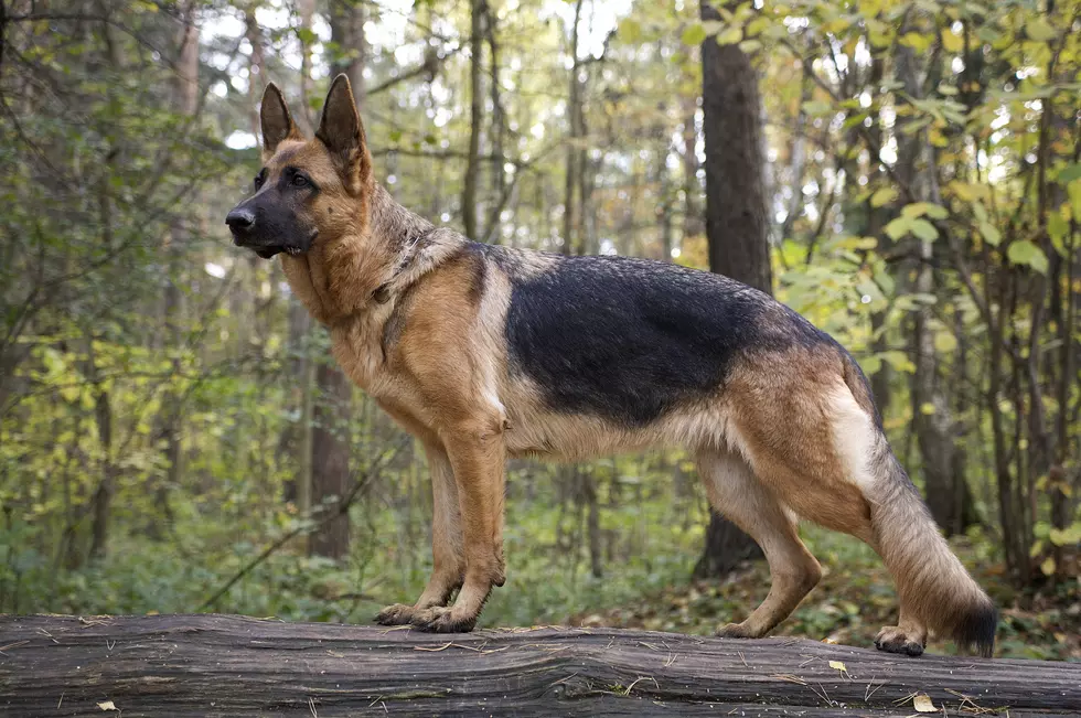 South Jersey Veterans Can Get a Free Trained Support Dog