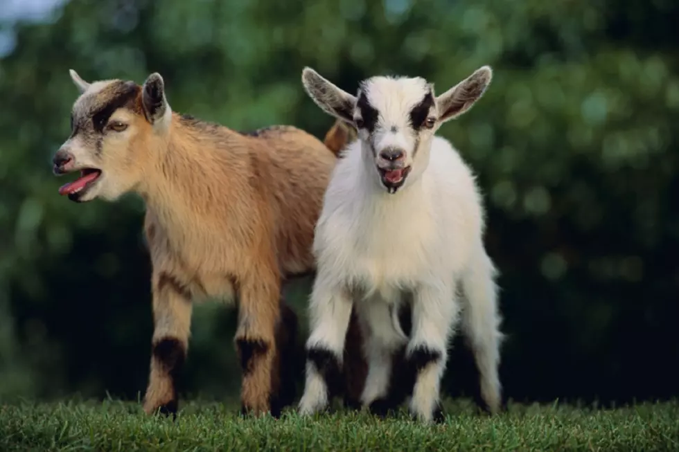 Goat Yoga Is A Thing Now In Egg Harbor City