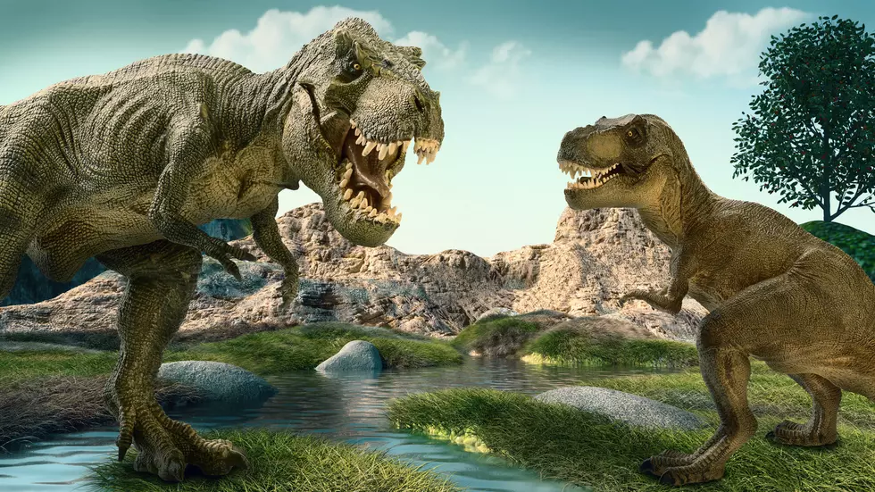 Take A Look At The First Perfectly Preserved Dinosaur Bum
