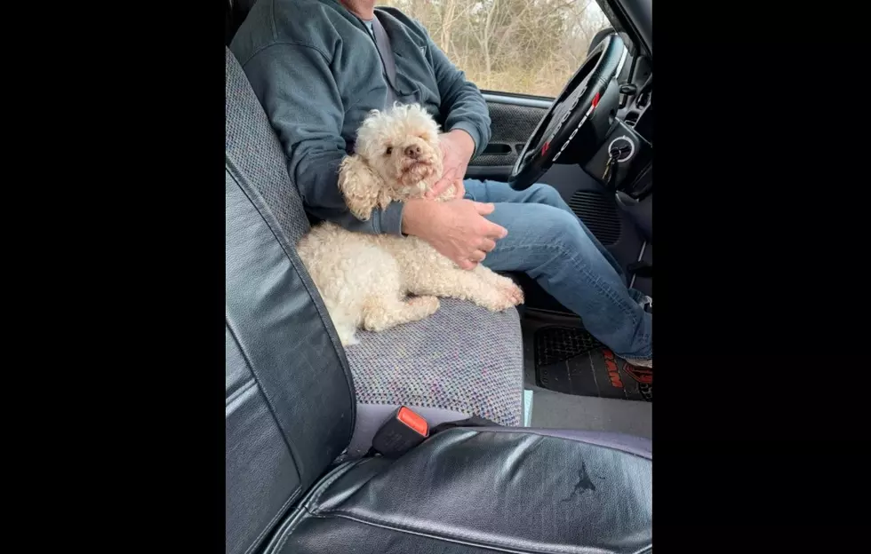 Lost Dog Found Wandering Alone On Mays Landing Street