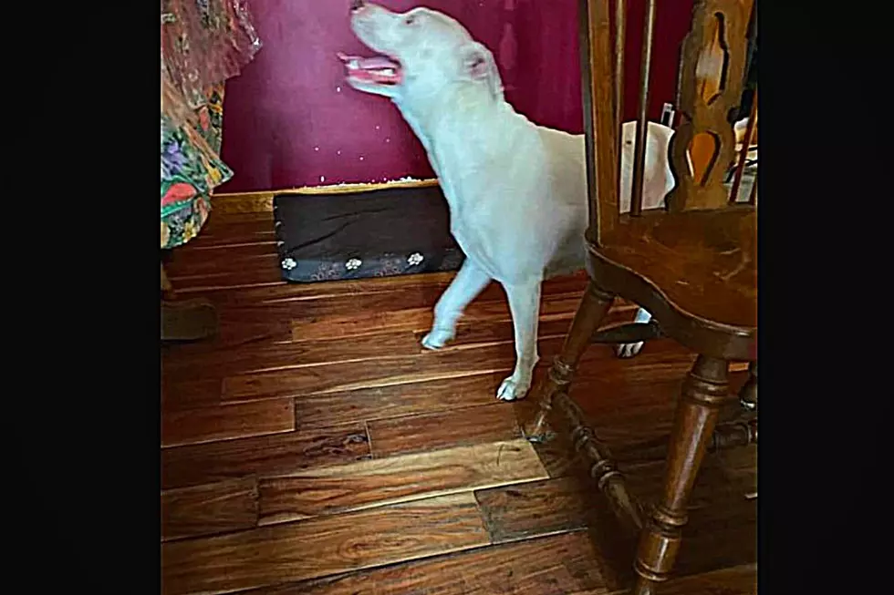 The Search Is On For The Owner Of A Lost Pitbull in Mullica