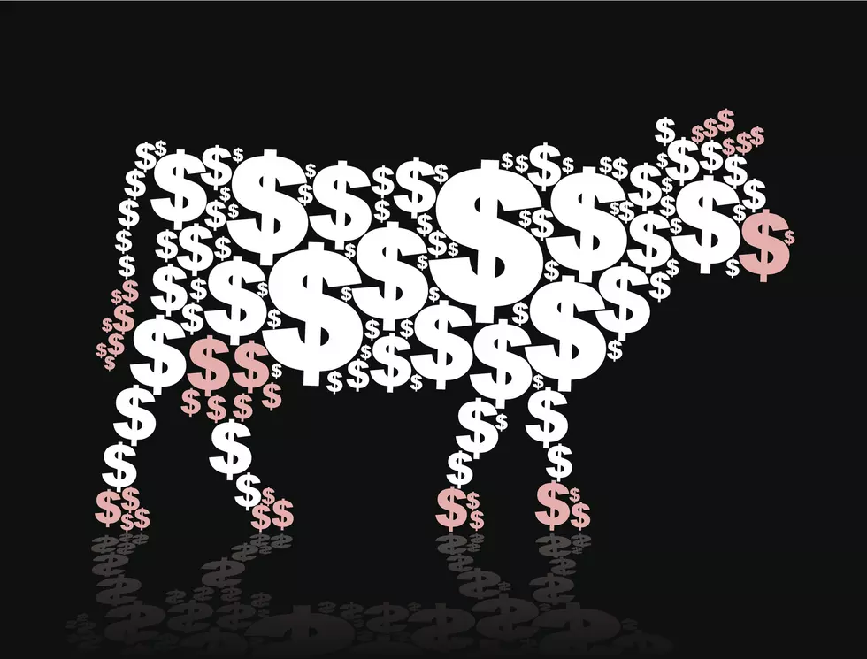 Moo! Cat Country’s Cash Cow Has Your Chance to Win $10,000 Cash