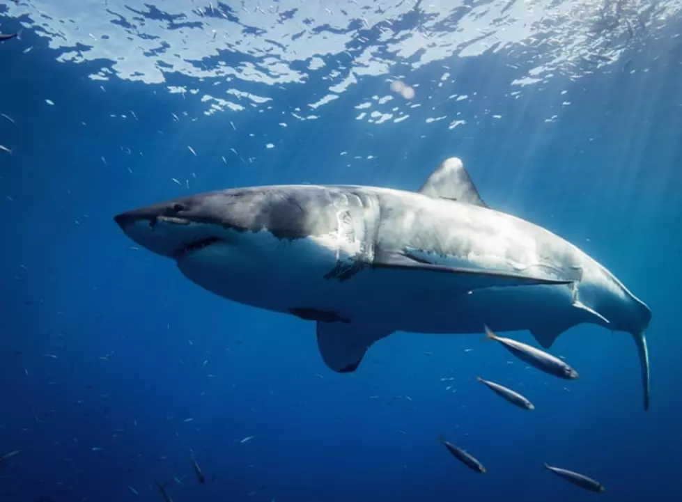 South Jersey Residents Will Never See A Great White Shark In The Aquarium