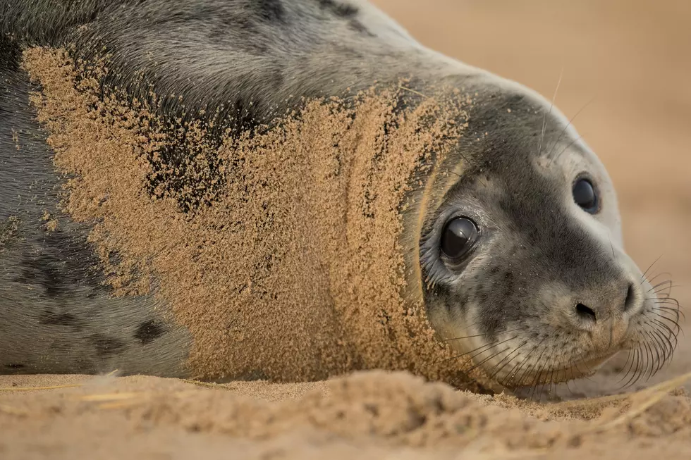 Volunteering Opportunity! Marine Mammal Stranding Center Needs Your Help