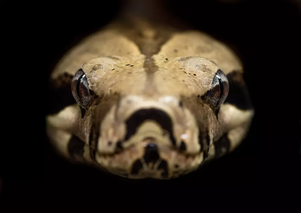 UPDATE: Missing EHT Snake Found Alive!