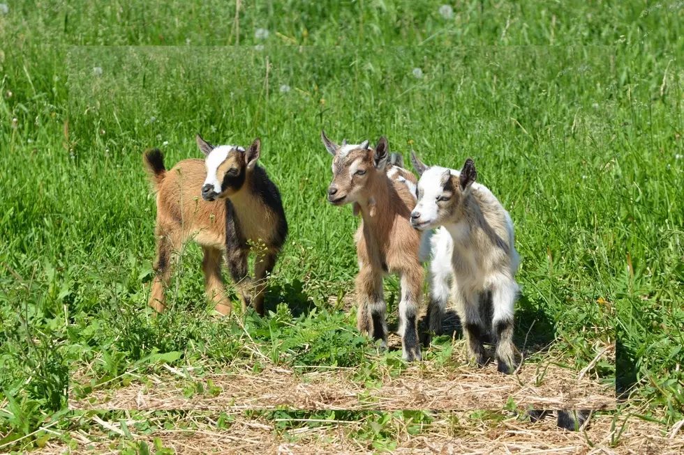Have You Tried Baby Goat Yoga? People In Atlantic County LOVE It