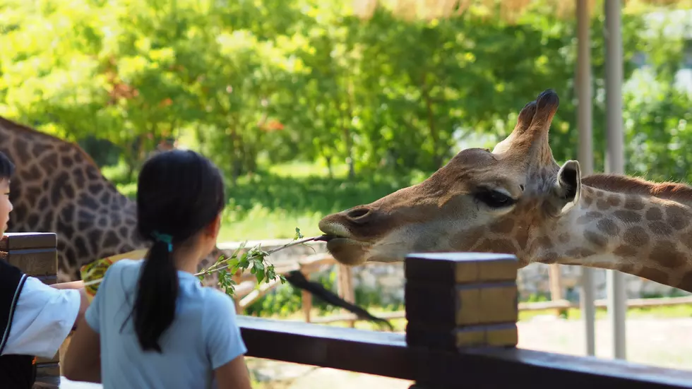 New Awesome Attraction Lets You Feed The Giraffes At the Philadelphia Zoo