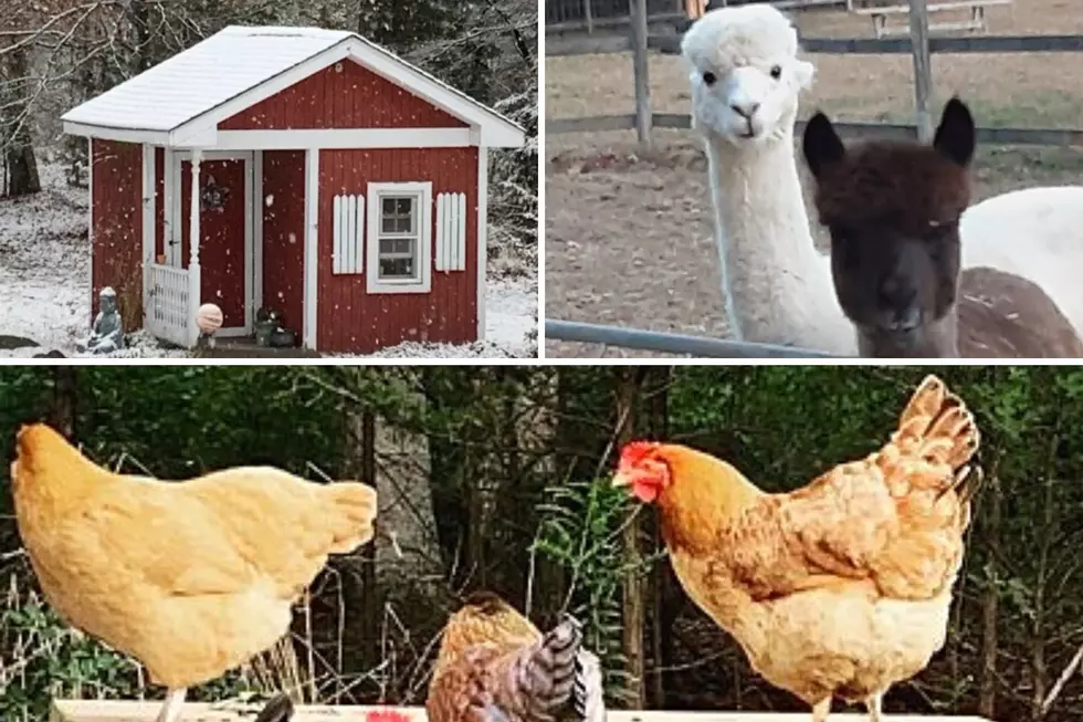 Relax On The Farm At This Awesome Airbnb In Mays Landing, NJ