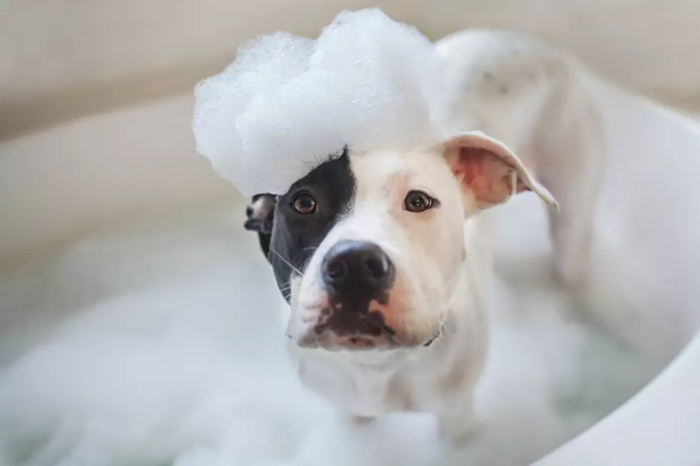 Dog wash, puppy gets a bath