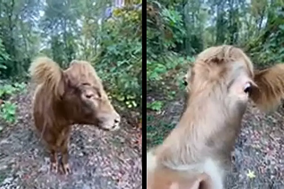 Remember MOOtilda, The Rogue Brown Cow From Upper Township, NJ?