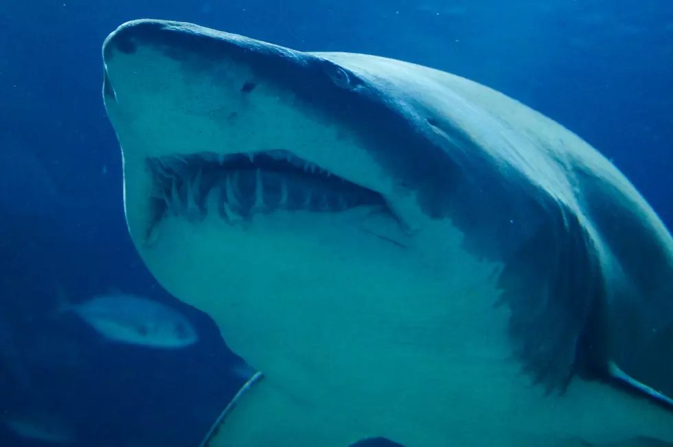 MASSIVE! 700 Lb Shark Spotted Off Coast Of Long Beach Island, NJ