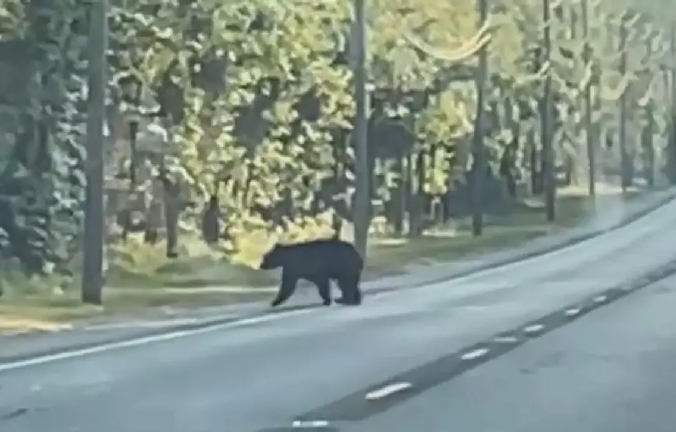 Yet Another Cumberland County Bear Sighting Caught on Video