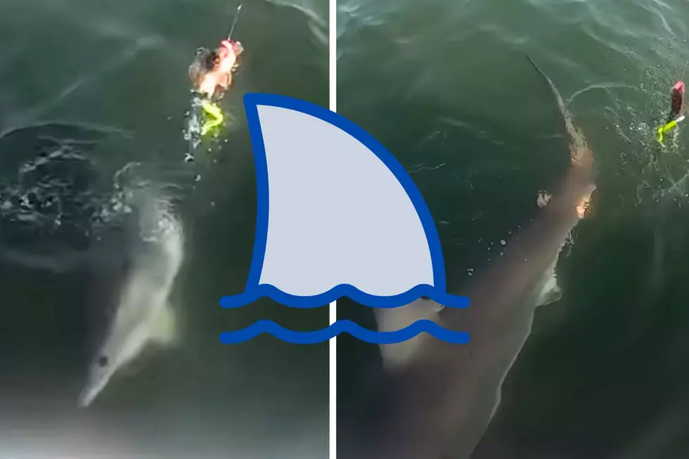 Watch As A Great White Shark Almost Collides With Boat In Point Pleasant, NJ