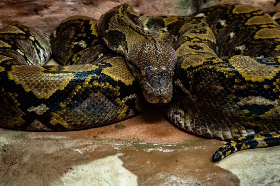 Story About Girl Bit By Copperhead Snake in Cape May is Fake News