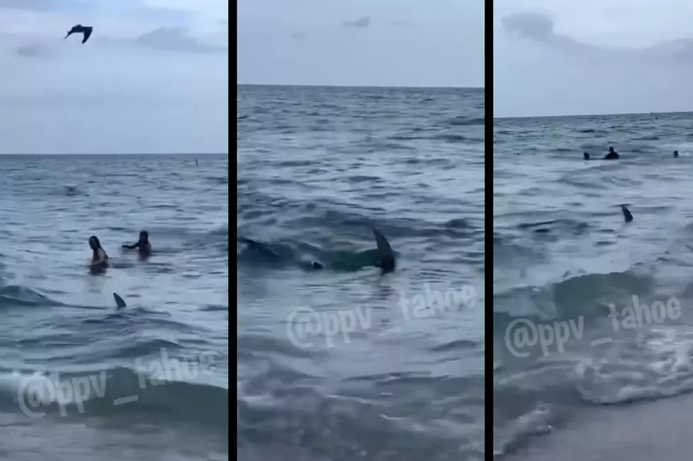 You See Shark Mere Feet From NJ Shoreline, What’s Your Next Move?