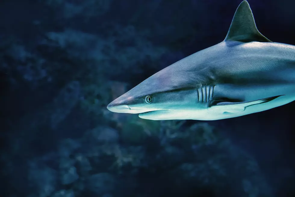 Get Ready To Deep Dive Into “Shark Summer” At Adventure Aquarium