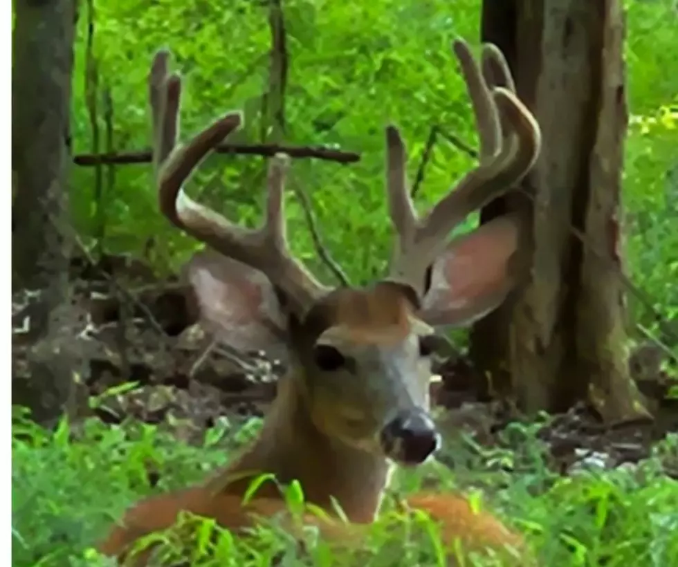 Is it a Coyote or Mountain Lion Stalking Deer in Eatontown, NJ?