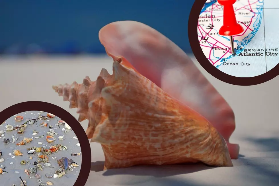 Countless Giant Conch Shells Wash Onto Atlantic City, NJ, Beach