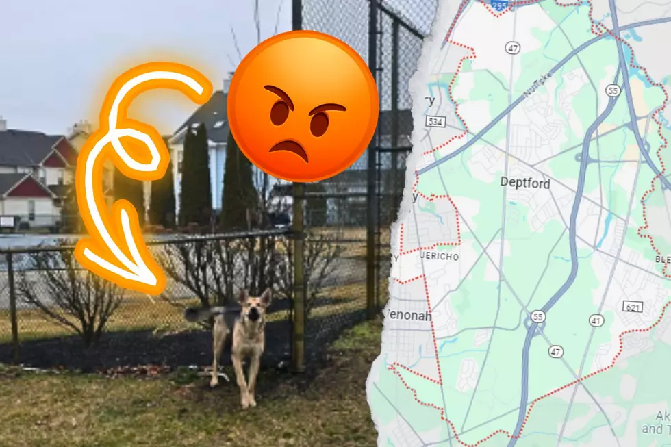 German Shepherd Found Tied To Fence In Deptford, NJ