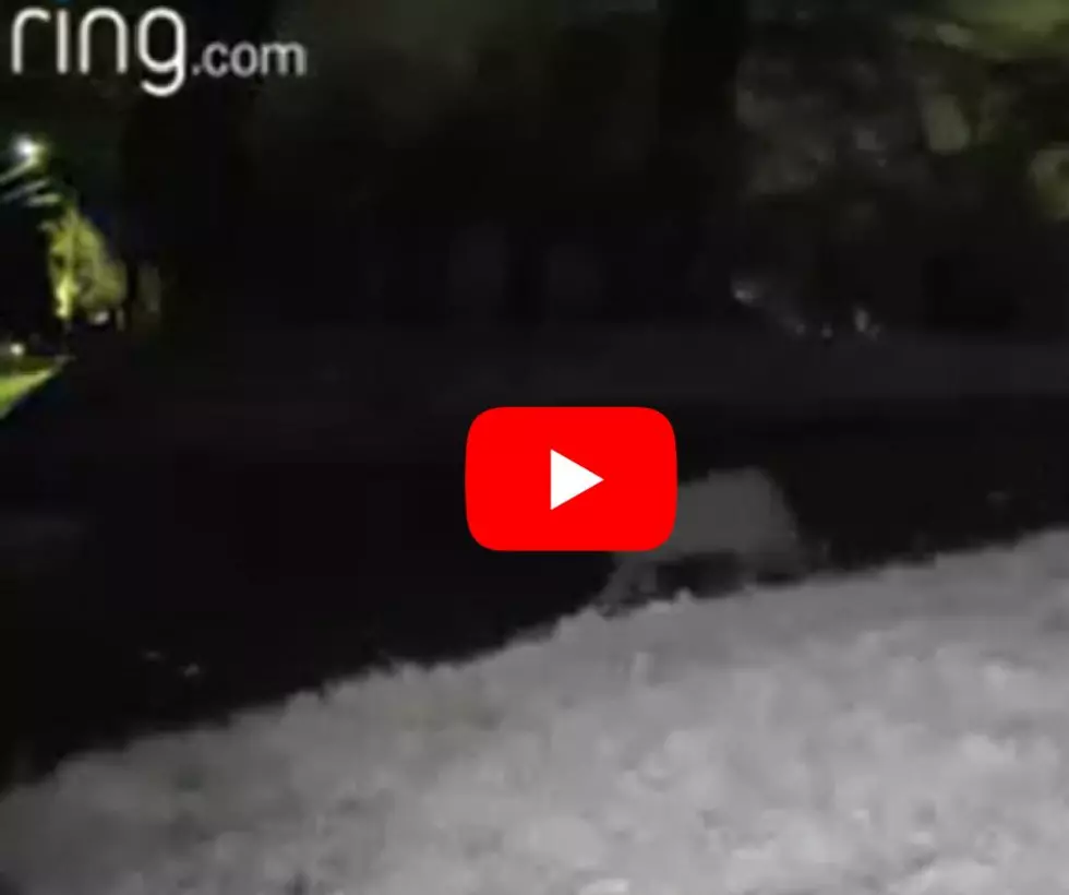 Did Ring Camera Capture Video of New Jersey Mountain Lion?
