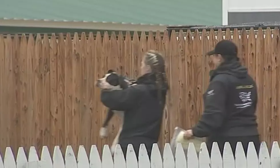 Many Dogs Rescued As Agents Raid Maurice River Township Home