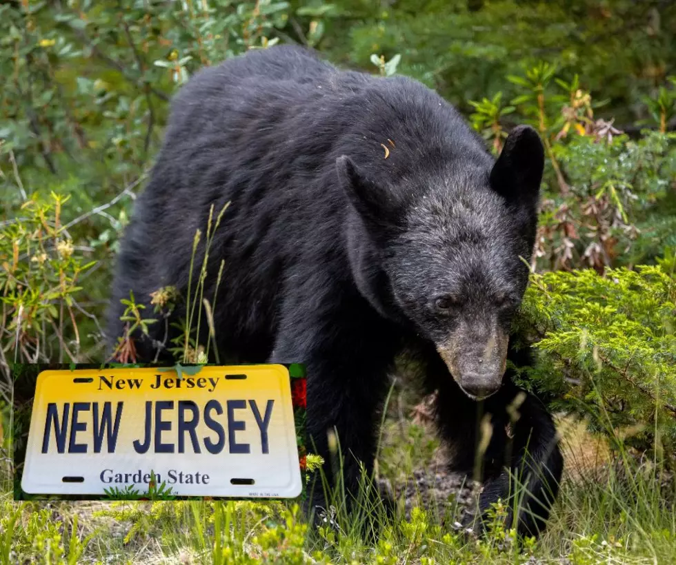 Watch Out For The Bears, Jersey! They’re Wandering