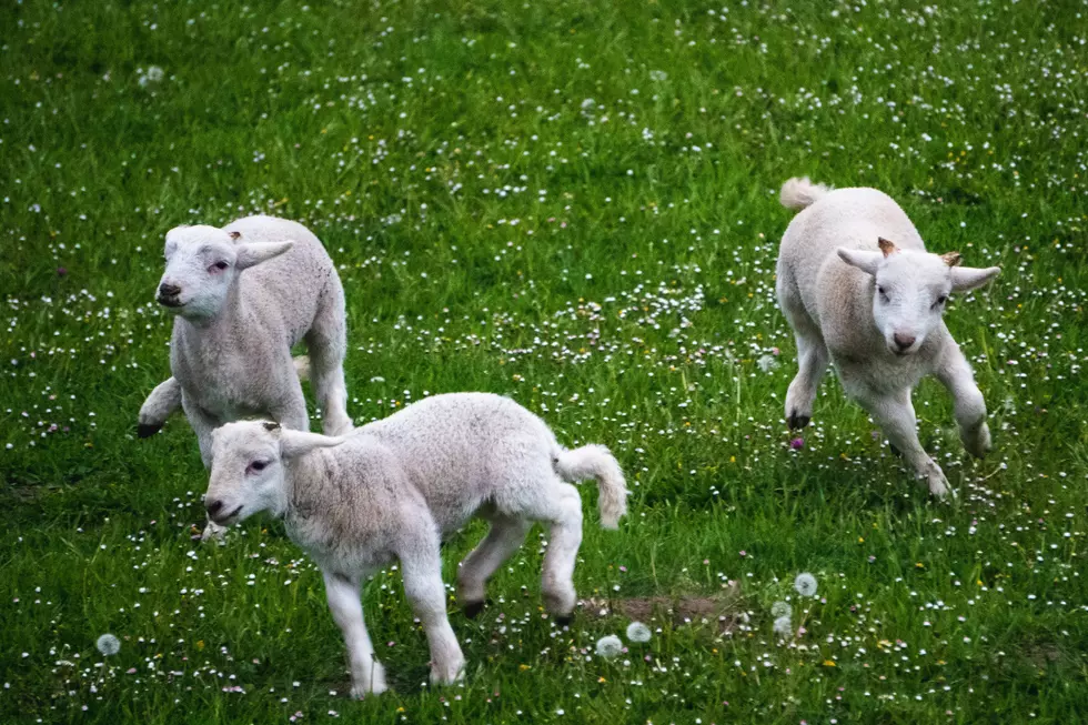 Lambs running in field