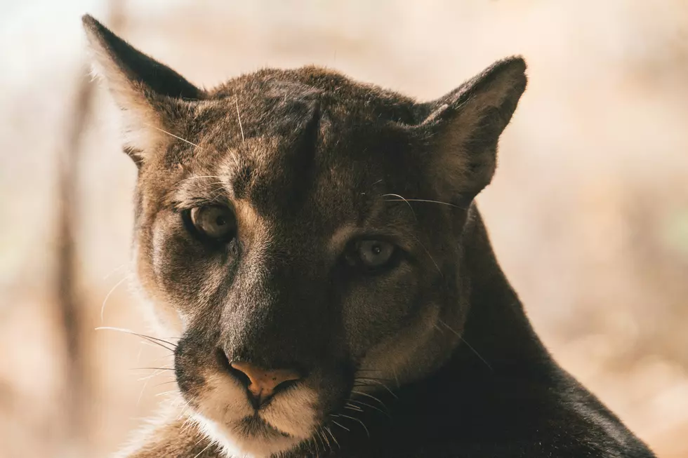 Jersey Mom Steps Between Her 2-Year-Old Child and Mountain Lion