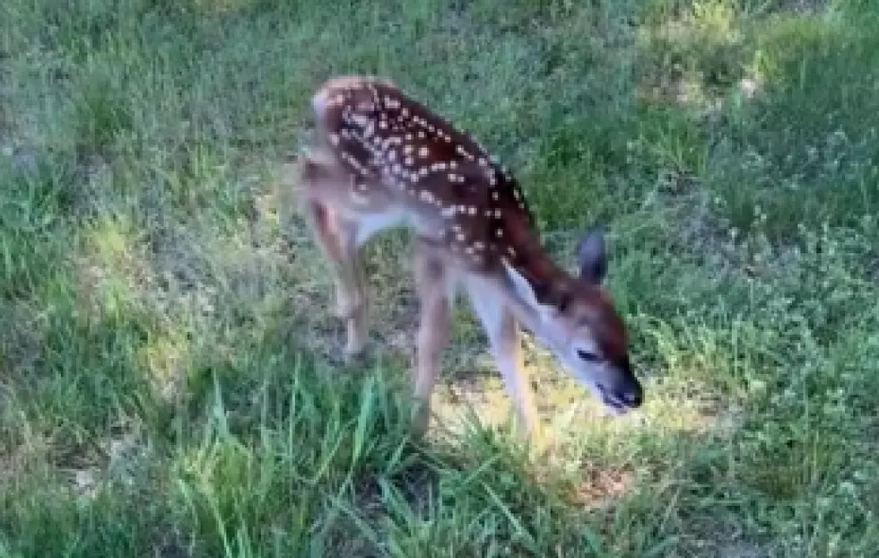 Hey, Jersey, Here’s Best Advice About That Baby Deer in Your Yard