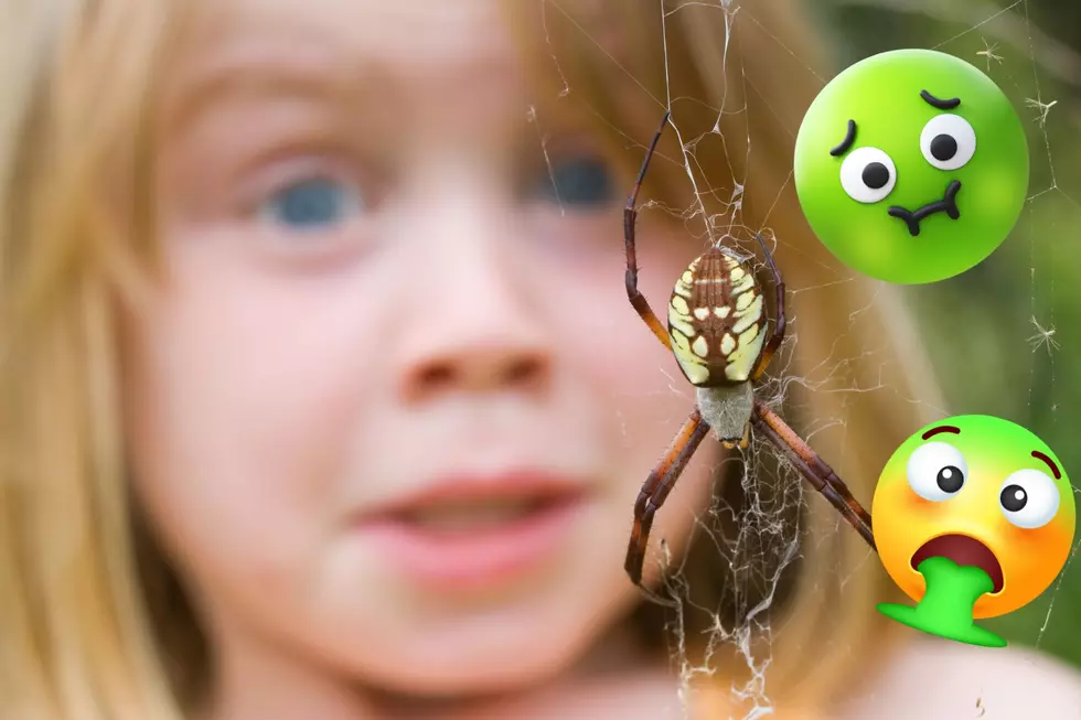 Here’s How Many Species Of Spiders You’re Swallowing In New Jersey