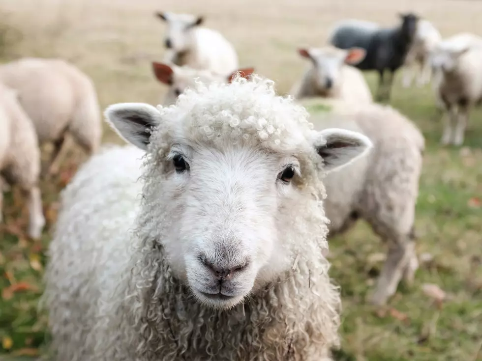 Meet Uncle Neil’s Home: South Jersey’s Other Animal Sanctuary
