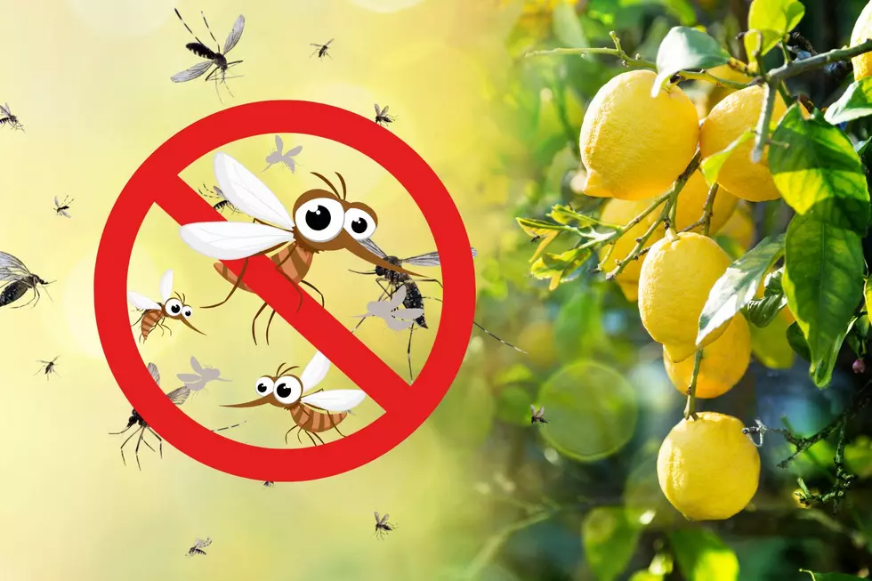 3 Scents NJ Residents Need To Keep The Mosquitoes Away