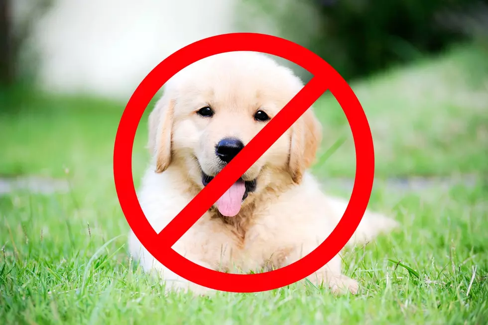 Hey New Jersey, Stop Bringing Your Dogs Here